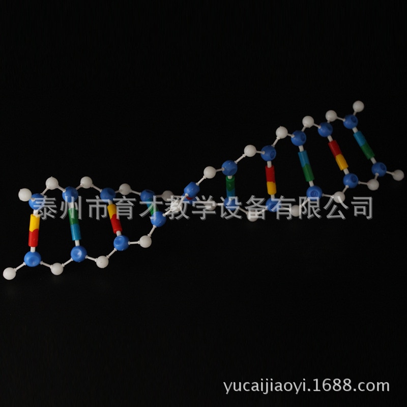 DNA     ǰ Deoxyribonucleic  ..
